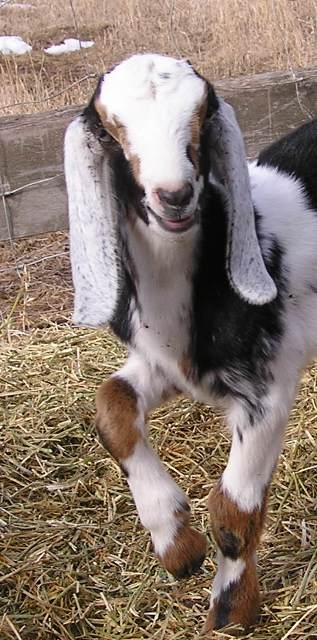 goat Nubian buck kid